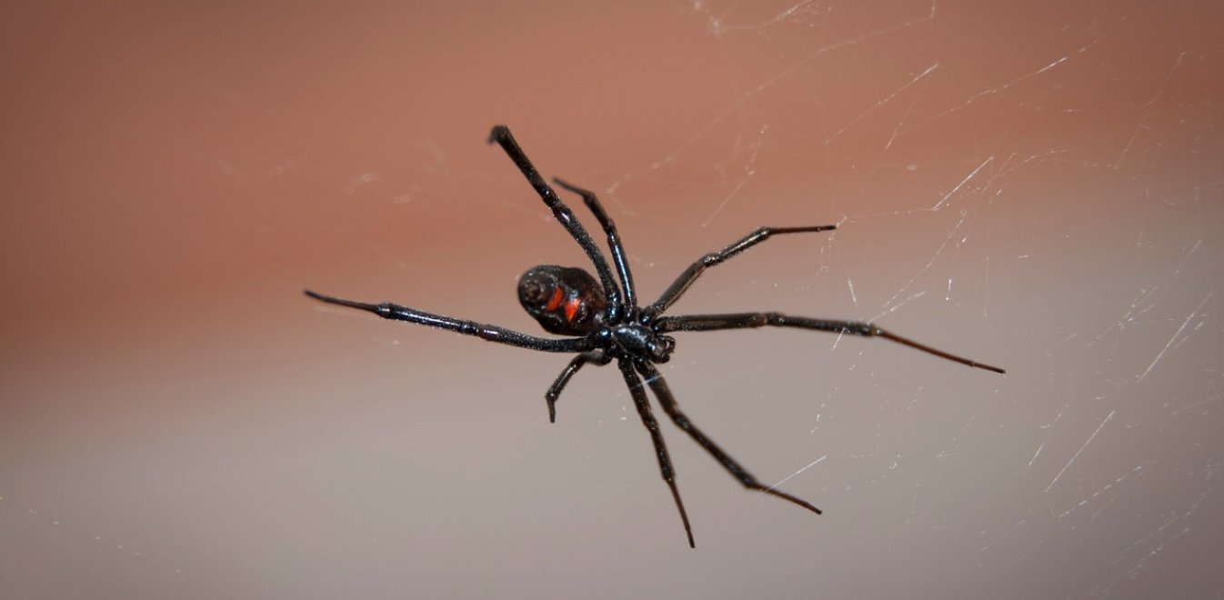 Τι θα συμβεί αν μας δαγκώσει η αράχνη «μαύρη χήρα» – Τα συμπτώματα και γιατί πρέπει άμεσα να ζητήσουμε ιατρική βοήθεια