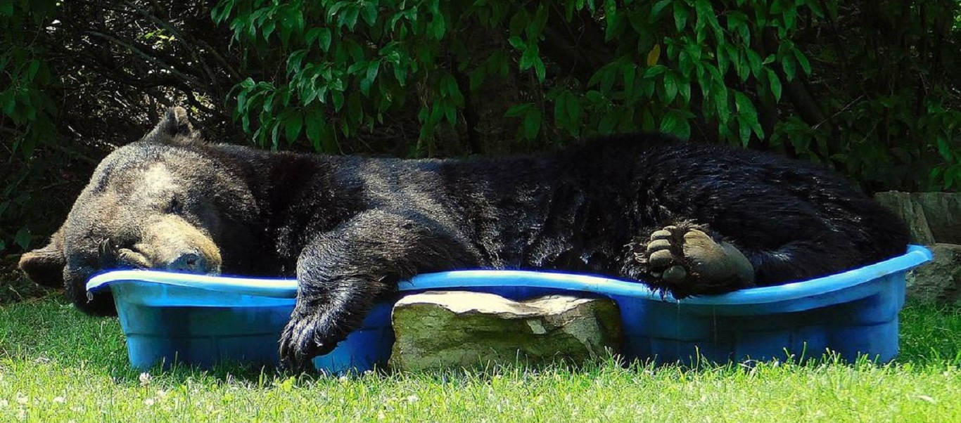 Αρκούδα «έσκασε» από τη ζέστη και μπήκε σε πισίνα (βίντεο)