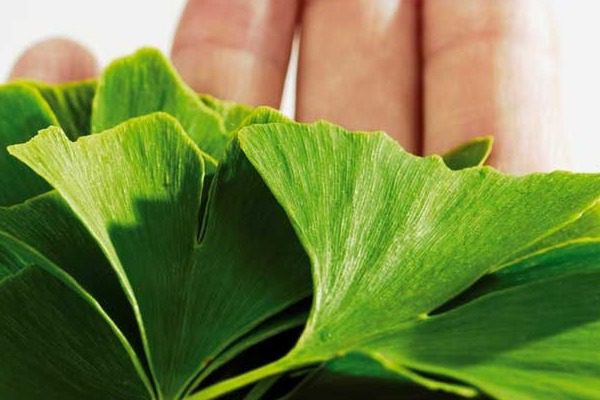 Το φυτό που το αποκαλούν και «βιάγκρα της φύσης»!