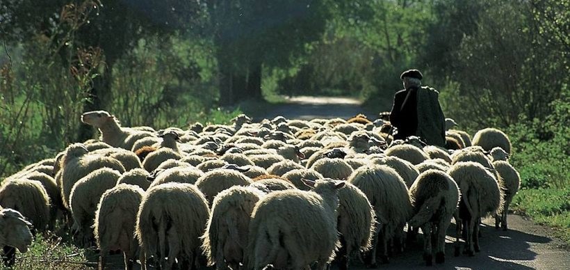 Ηράκλειο: Έκλεβε τα υδρόμετρα και τα έκανε κουδούνια για τα πρόβατα