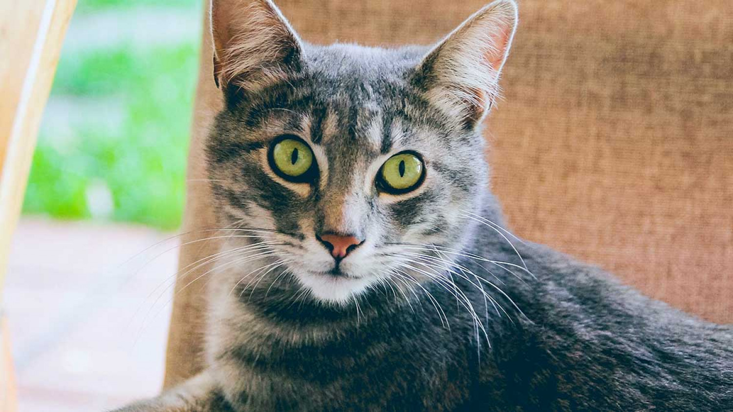 Ηνωμένο Βασίλειο: Καταγράφηκε το πρώτο κρούσμα κορωνοϊού σε γάτα