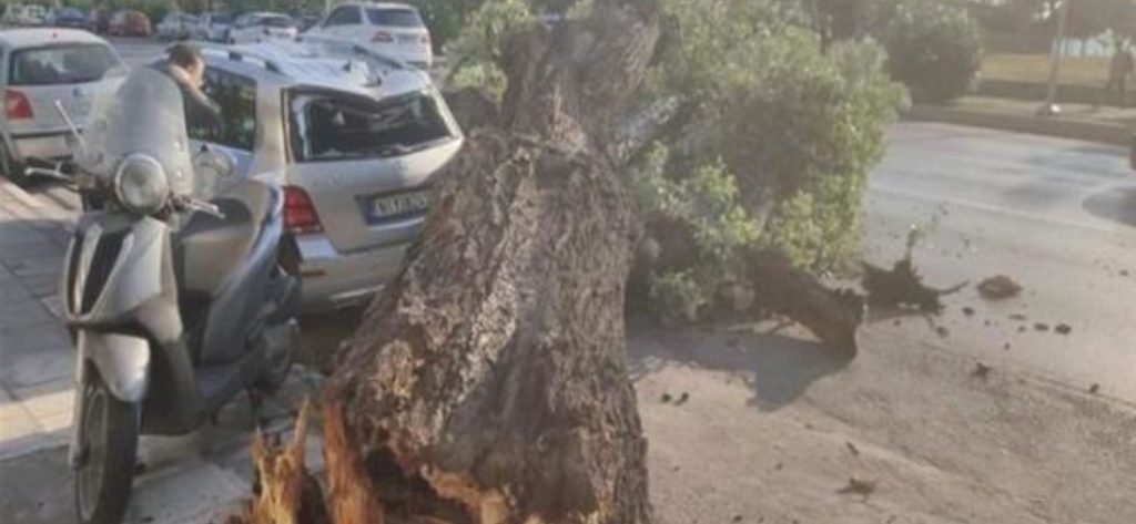 Θεσσαλονίκη: Κόβονται σταδιακά οι λεύκες σε δεκάδες σημεία της πολης