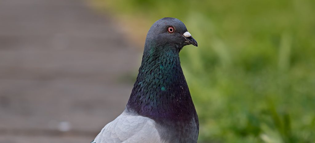 Επιστήμονες ανακάλυψαν οστά από γιγάντιο περιστέρι (φωτό)