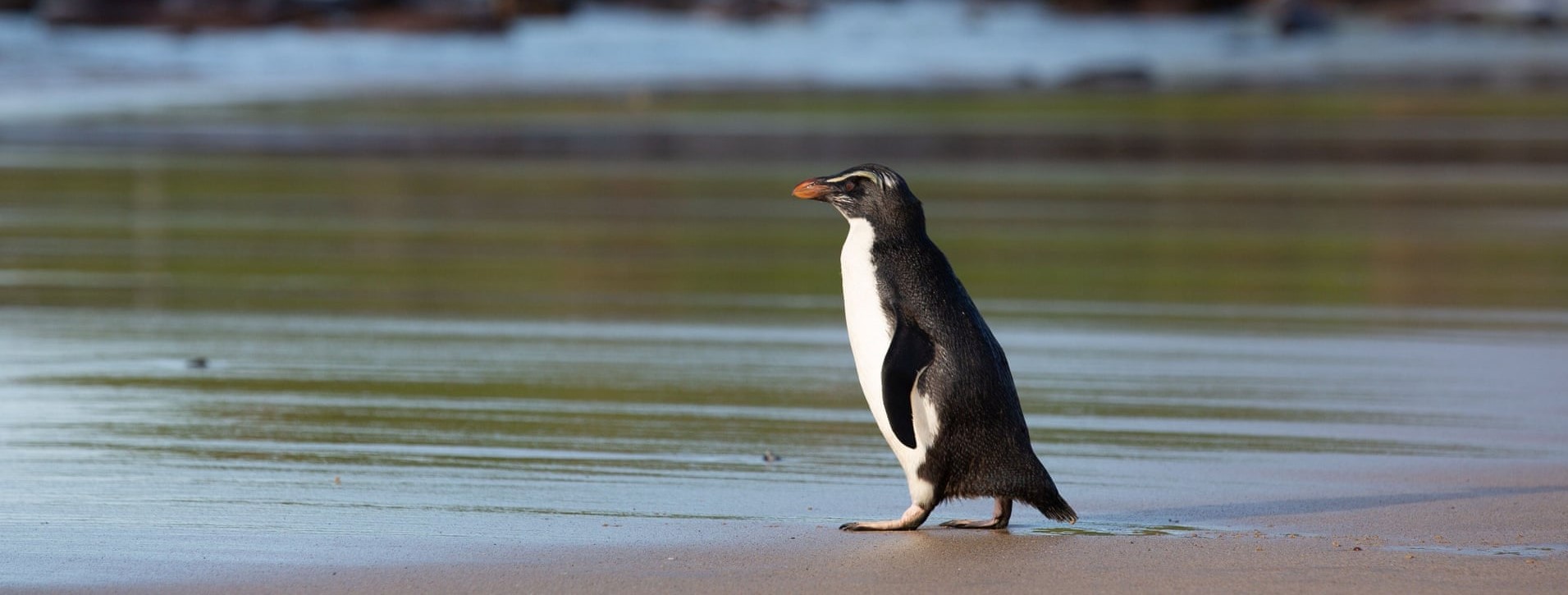 Τασμανία: Προσπάθησαν να κλέψουν έναν ζωντανό πιγκουίνο βάζοντας τον στο πορτμπαγκάζ