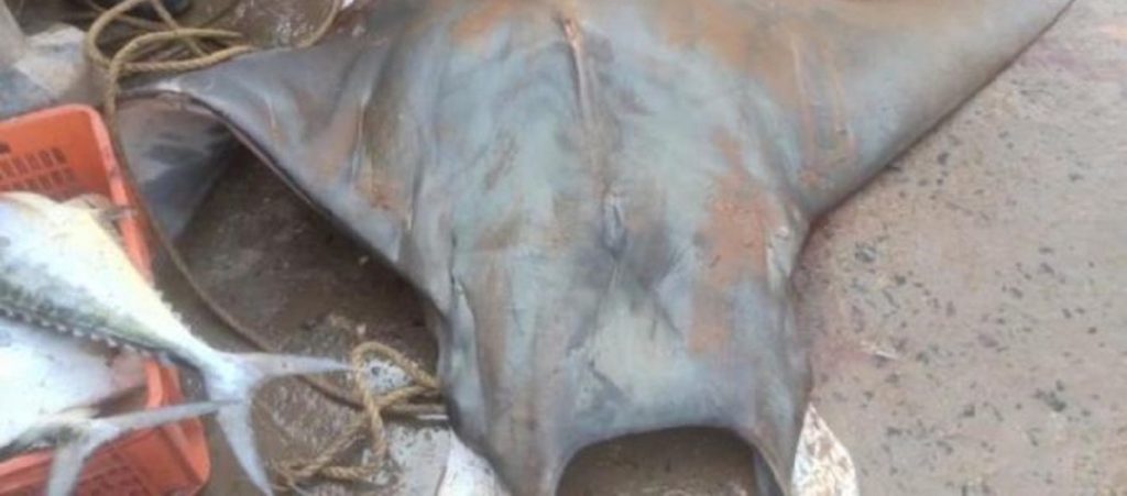 Ινδία: Ψάρεψαν τεράστιο σαλάχι – Ζυγίζει 800κ. (βίντεο)