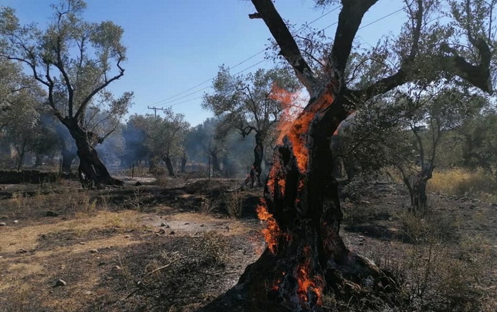 Μόρια: Συνελήφθη αλλοδαπός για εμπρησμό σε ελαιώνα