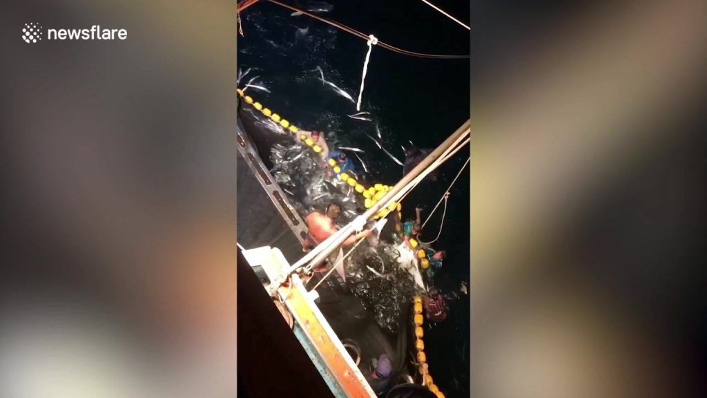 Ταϊλάνδη: Ψαράδες πιάνουν κατά λάθος 30 σαλάχια και βουτάνε για να τα ελευθερώσουν (βίντεο)