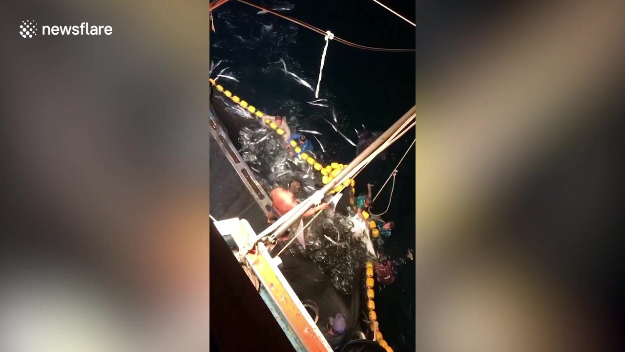 Ταϊλάνδη: Ψαράδες πιάνουν κατά λάθος 30 σαλάχια και βουτάνε για να τα ελευθερώσουν (βίντεο)