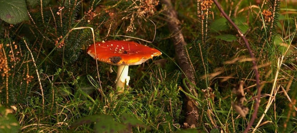 Φλώρινα: Σε κρίσιμη κατάσταση μαθητής που έφαγε δηλητηριώδη μανιτάρια