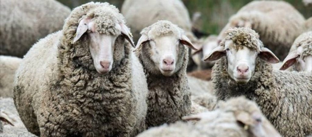 Κιλκίς: Ανησυχία για νέα εστία μόλυνσης του καταρροϊκού πυρετού στη Γευγελή