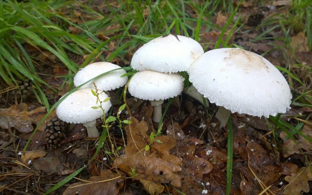 Φλώρινα: Μεταμόσχευση ήπατος στον μαθητή που κατανάλωσε δηλητηριώδη μανιτάρια