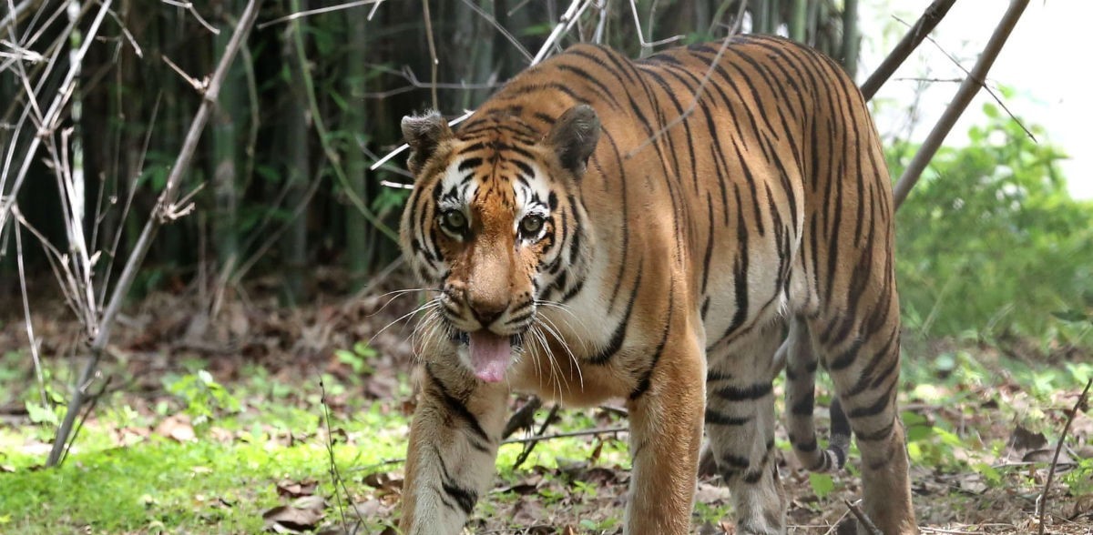 Άγριες τίγρεις: Αυξήθηκε ο παγκόσμιος πληθυσμός τους