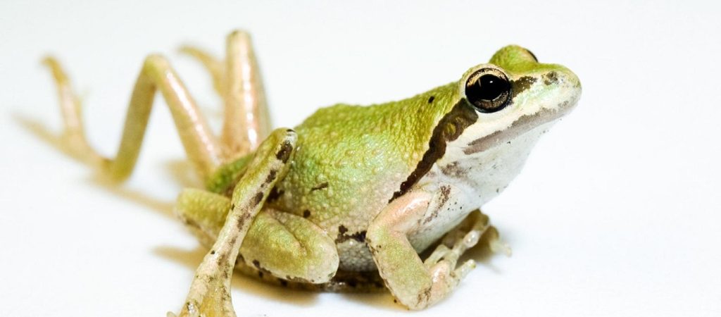 Ταϊλάνδη: Ζητούν τα τυχερά νούμερα της λοταρίας από έναν βάτραχο (βίντεο)