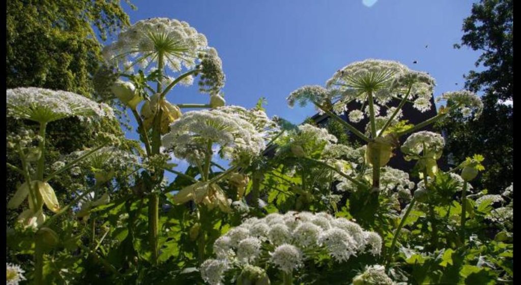 Ένα άγγιγμα αρκεί: Αυτό είναι το φυτό που μπορεί να σας σκοτώσει (φώτο)