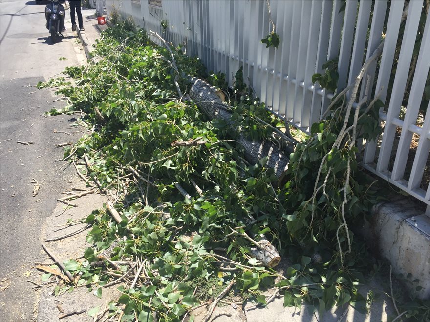 Μαρούσι: Δένδρο πλάκωσε αυτοκίνητο εξαιτίας των ισχυρών ανέμων – Τυχερή η οδηγός (φωτο)