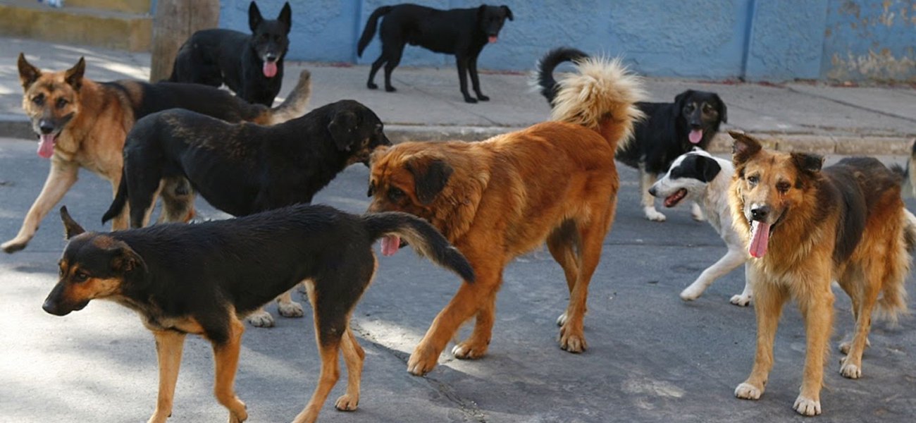 Θεσσαλονίκη: Μήνυση κατά παντός υπευθύνου από την οικογένεια του 65χρονου που πέθανε από επίθεση αγέλης σκύλων
