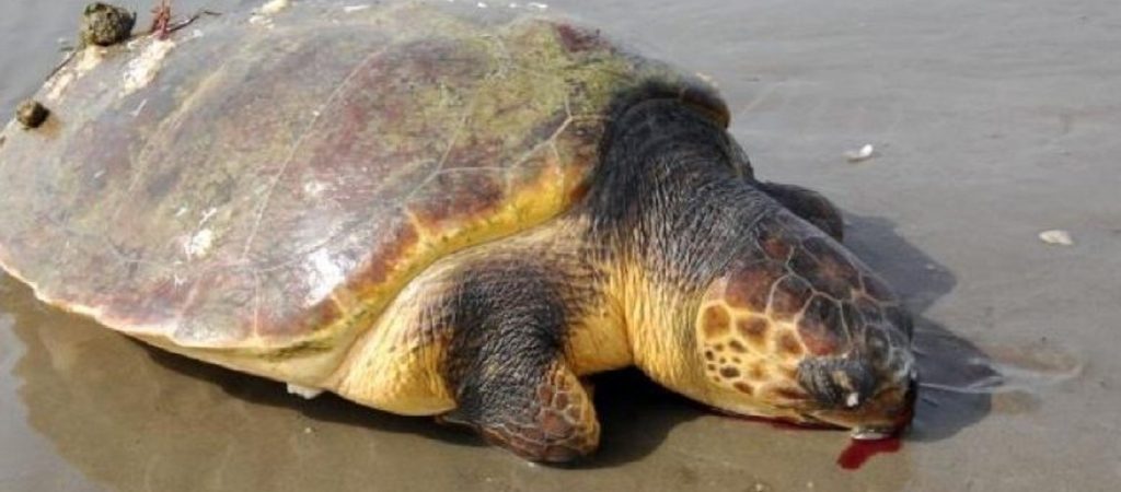 Φθιώτιδα: Τραυματισμένη χελώνα καρέτα-καρέτα βγήκε στην ακτή και ήταν σε σύγχυση (βίντεο)