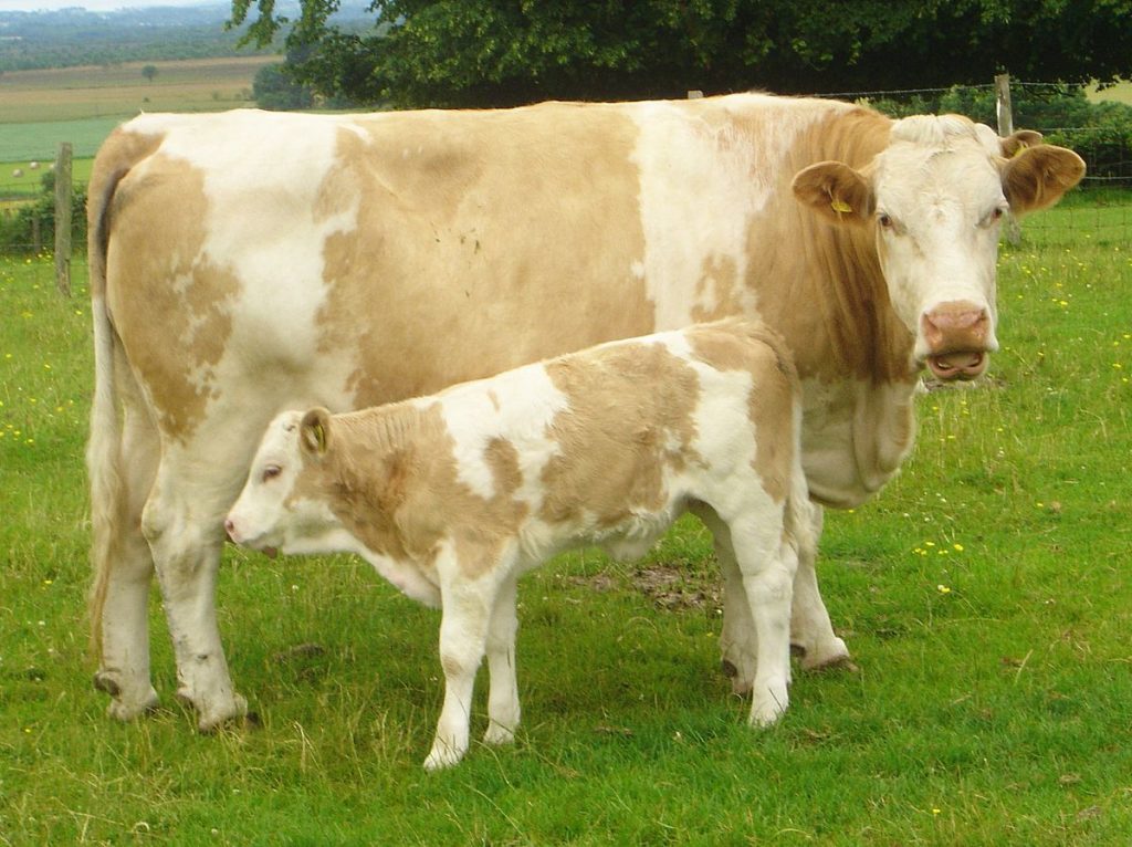 Βρετανία: Περίεργη αγελάδα βάζει το κεφάλι της σε κουφάλα δέντρου και… μένει κολλημένη για μια ώρα (βίντεο)