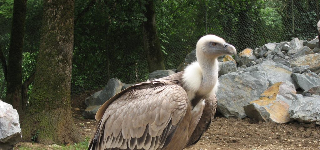 Ισραήλ: Μεταφέρουν με drone τροφή σε αρσενικό όρνιο για να ταΐσει τον νεοσσό (βίντεο)