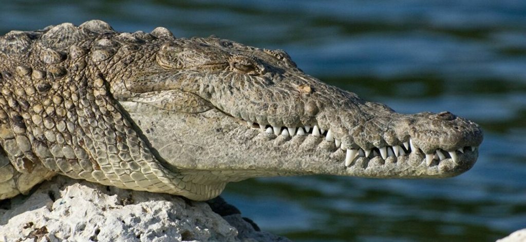 Ινδός κατά συρροή δολοφόνος σκότωνε ταξιτζήδες και τους πετούσε για γεύμα στους κροκόδειλους (φώτο)