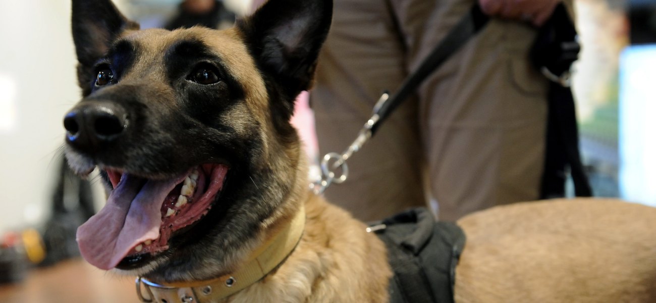 Ακτίνες X-Ray και ειδικά εκπαιδευμένος σκύλος «ξετρύπωσαν» 60 πακέτα κοκαΐνης σε κοντέινερ (φώτο)