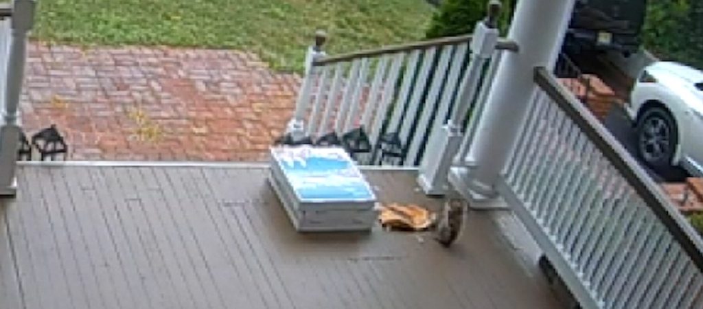 Σκίουρος είχε όρεξη για πίτσα – Πώς «στράβωσε» η ανέπαφη παράδοση (βίντεο)