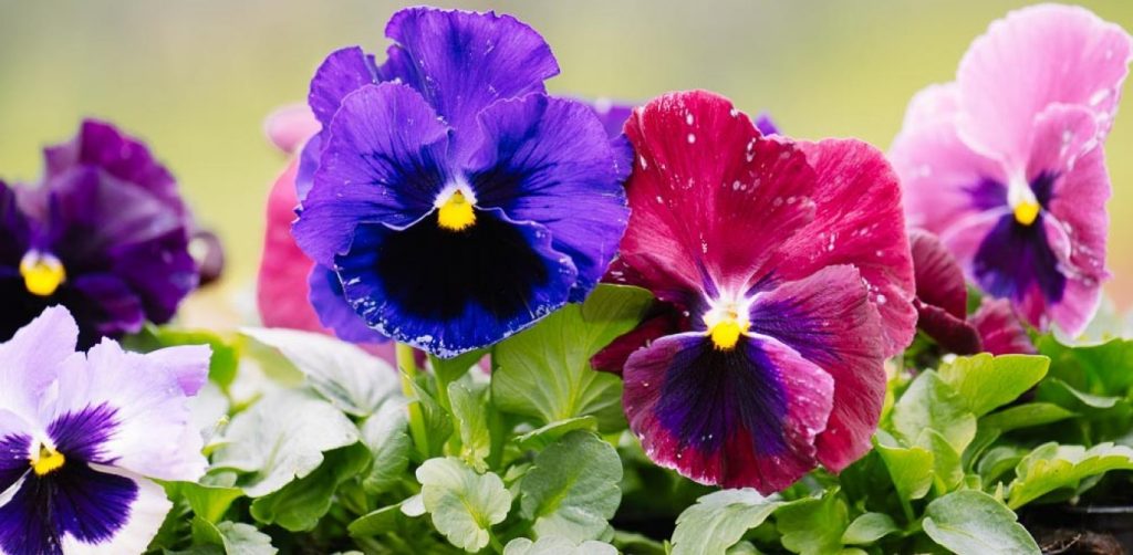 Το γνωρίζατε; – Να πότε και πως εμφανίστηκαν στον πλανήτη μας τα λουλούδια