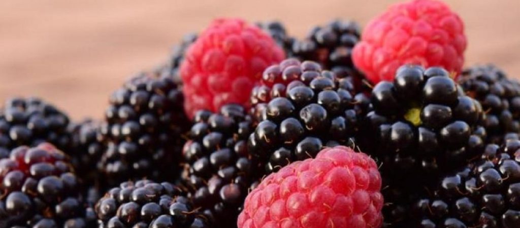 Βατόμουρο: Ένα καλοκαιρινό φρούτο με πολλά οφέλη για την υγεία