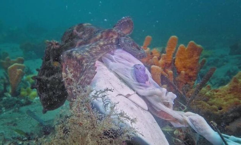 Εντυπωσιακό – Τεράστιο χταπόδι τρώει «μετά μανίας» ολόκληρο το κεφάλι ενός καρχαρία (βίντεο)