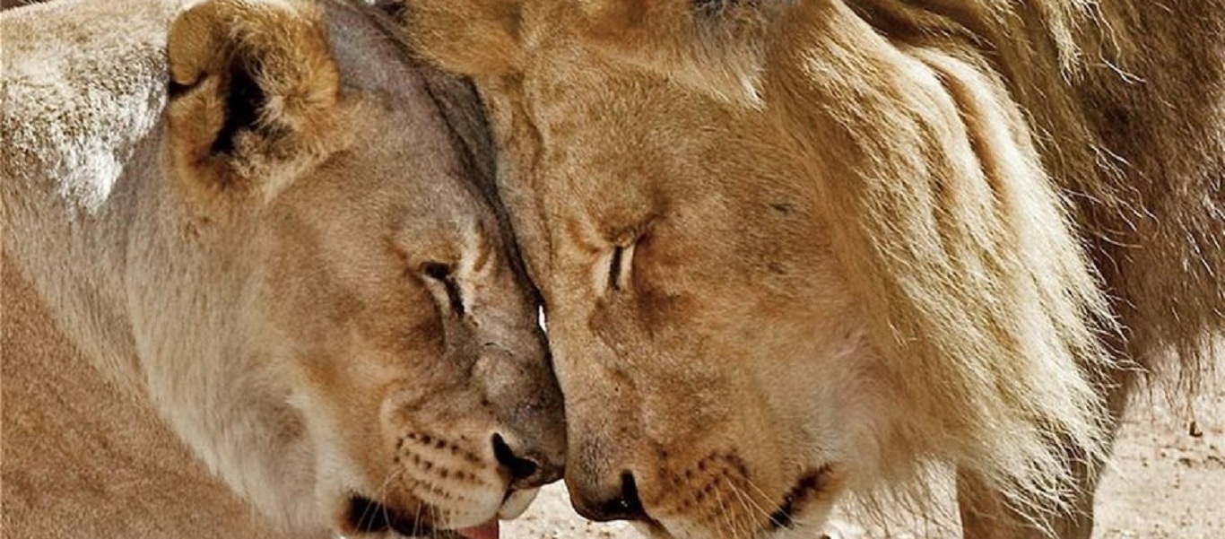 Έζησαν κι «έφυγαν» μαζί: Τα λιοντάρια που υποβλήθηκαν μαζί σε ευθανασία (φώτο)