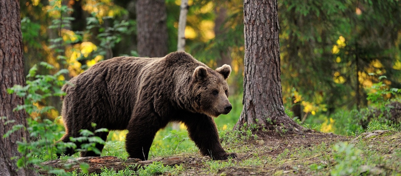 Αρκούδα ανενόχλητη «έκλεψε» γλυκά από φορτηγάκι (βίντεο)