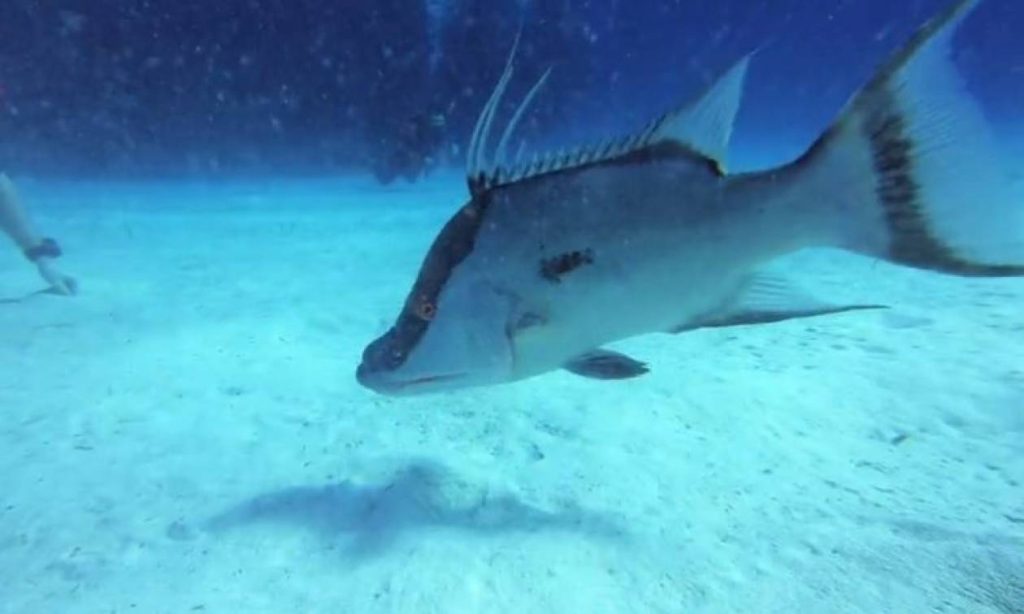 Γαλλία: Λύθηκε το μυστήριο με το ψάρι που δάγκωνε λουόμενους