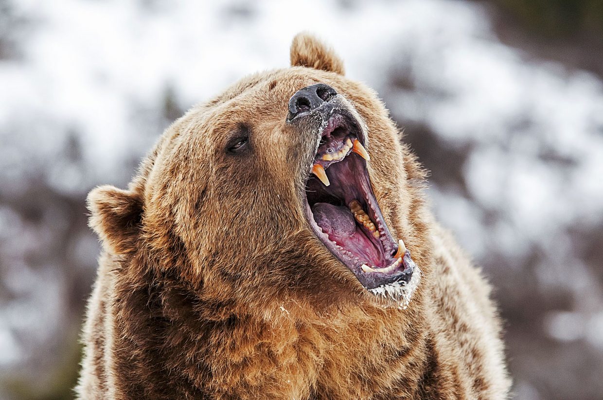 Καστοριά: Κτηνοτρόφος διαμαρτύρεται γιατί αρκούδα του έφαγε τα μοσχάρια (βίντεο)
