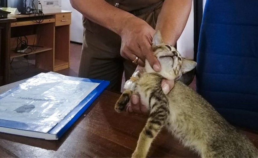 Σρι Λάνκα: Γάτα «συνελήφθη» γιατί κουβαλούσε δύο γραμμάρια ηρωίνης πάνω… στο κολάρο της (φωτό)