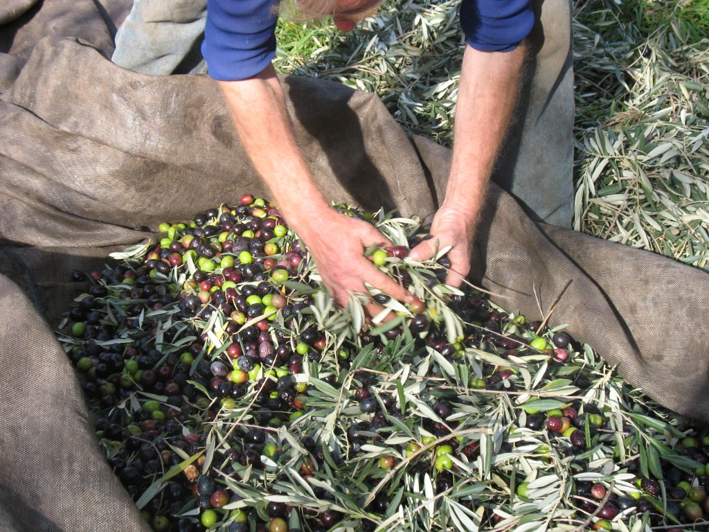 Το «όχι» του Μ.Βορίδη για αποζημιώσεις στους ελαιοπαραγωγούς λόγω καύσωνα