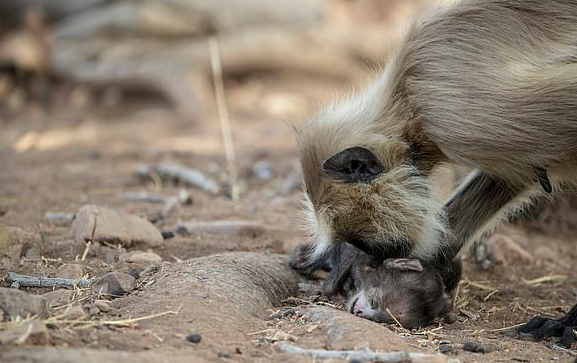 Ινδία: Mαϊμού κουβαλάει το νεκρό μωρό της για μέρες και συγκινεί όλο το διαδίκτυο (βίντεο)