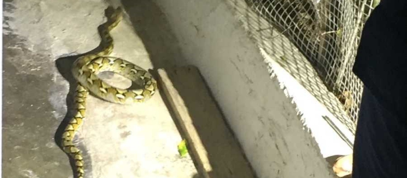 Ηράκλειο: Φίδι δύο μέτρων έκοβε… βόλτα στην αυλή σπιτιού (φώτο)