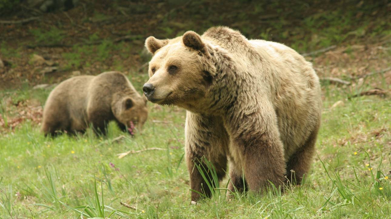 Τραγωδία σε ζωολογικό κήπο – Αρκούδες κατασπάραξαν 11χρονο αγόρι (φώτο)