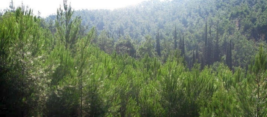 Έβρος: Πότε λήγει η κατάθεση στοιχείων για την εξαίρεση εκτάσεων από τον δασικό χάρτη