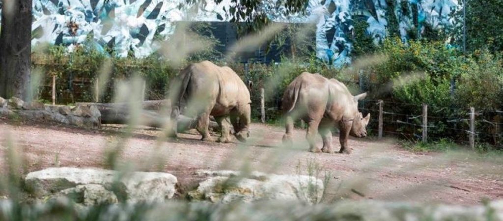 Kορωνοϊός: Oι ζωολογικοί κήποι της Ευρώπης κινδυνεύουν με χρεοκοπία