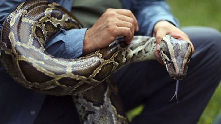 Ταϊλάνδη: Άνδρας έπιασε με ένα χέρι τεράστιο πύθωνα 4 μέτρων που είχε μπει σε κοτέτσι (βίντεο)