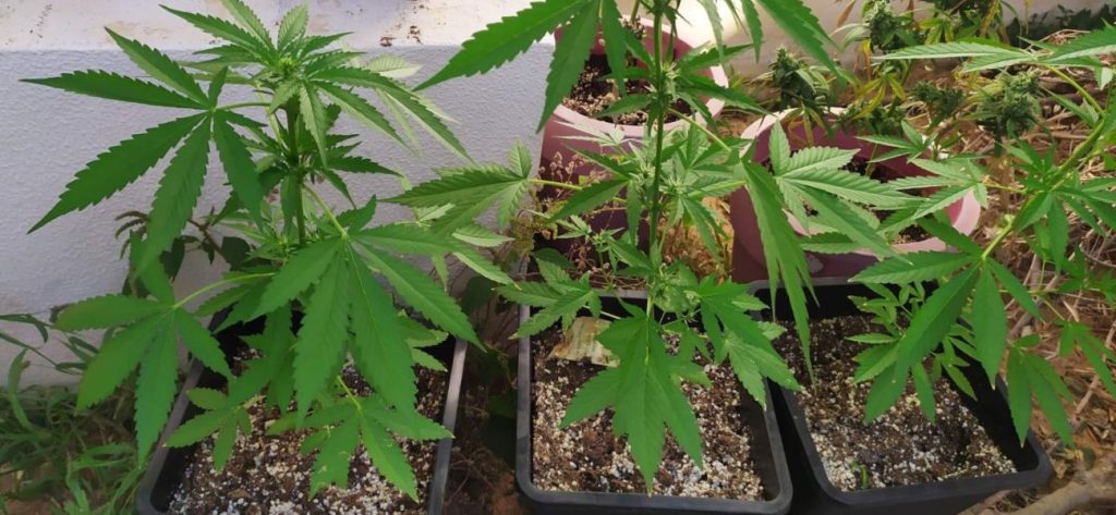 Κρήτη: Συνελήφθησαν δύο πολίτες για καλλιέργεια κάνναβης στο… σπίτι