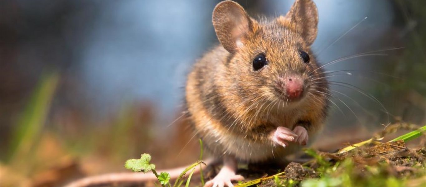 7η ΥΠΕ: Προκαταρκτική εξέταση για το περιστατικό με δάγκωμα ποντικιού σε υπάλληλο