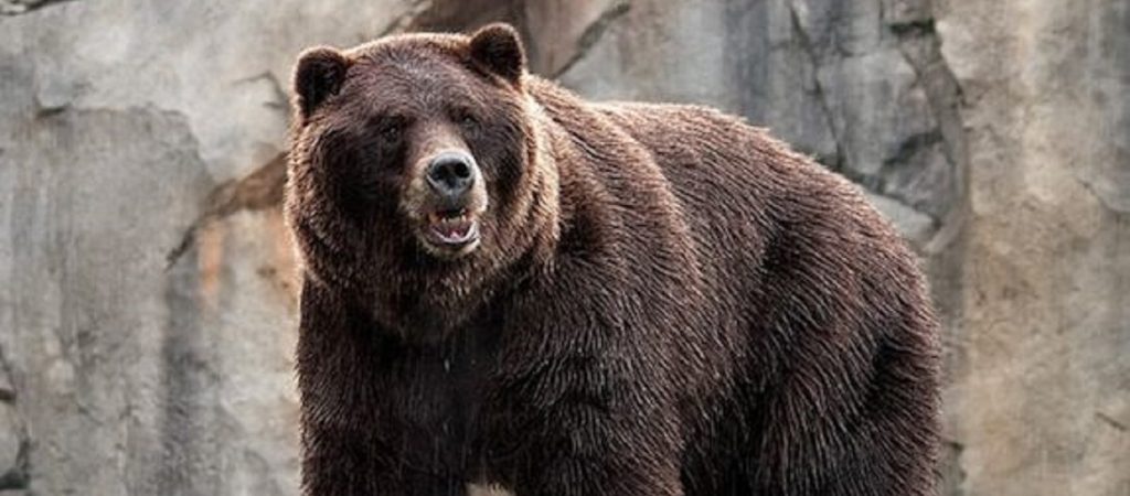 Αρκούδα στην Αλάσκα προσπάθησε να «πετάξει» (βίντεο)