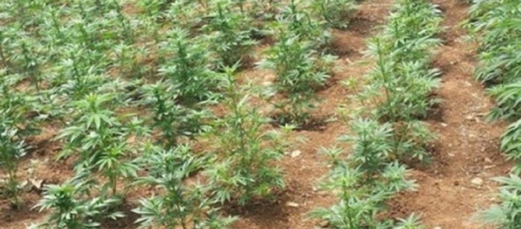 Κως: Εντόπισαν φυτεία με δίμετρα χασισόδεντρα