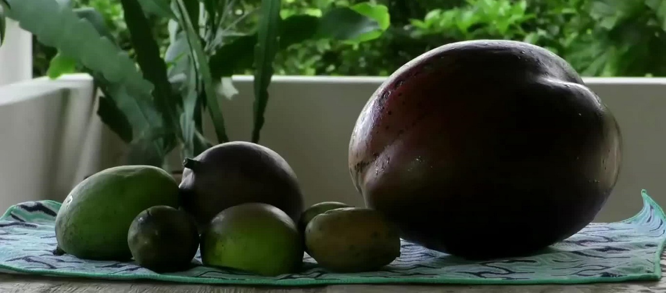 Καλλιέργησαν μάνγκο 4,2 κιλά στην Κολομβία και δεν είναι το μεγαλύτερο στον κόσμο