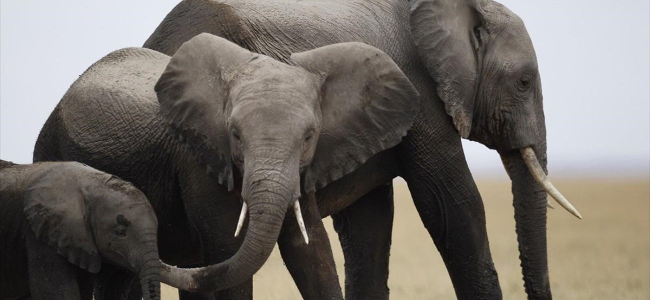 Έρευνα έδειξε ότι κάποτε στον Πηνειό υπήρχαν ελέφαντες, ιπποπόταμοι και ρινόκεροι