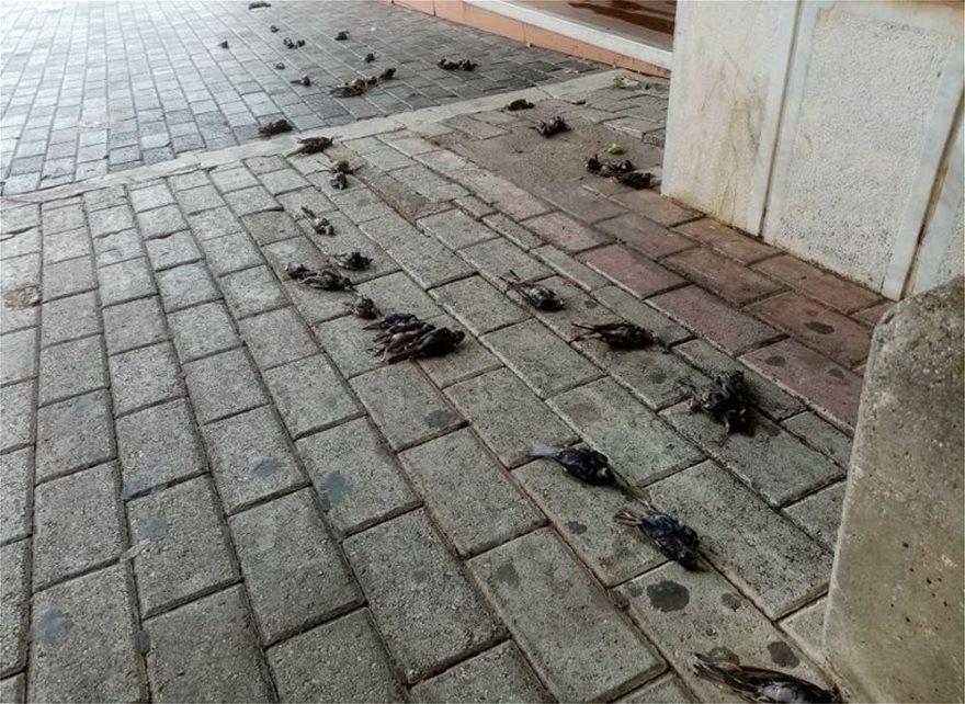 Κακοκαιρία «Θάλεια»: Εκατοντάδες νεκρά πουλιά στην παραλία Χαλκίδας (φώτο)