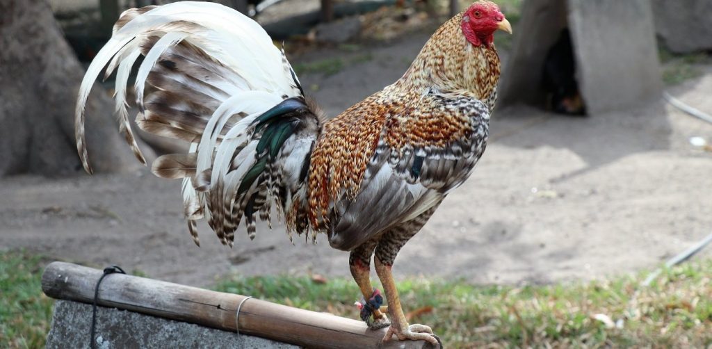 Ιταλία: Επέβαλαν πρόστιμο σε 83χρονο επειδή ο κόκοράς του… λαλούσε κάθε πρωί σαν «ελβετικό ρολόι»