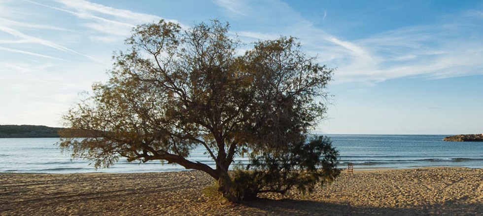 Αλμυρίκι: Το δέντρο του ελληνικού καλοκαιριού